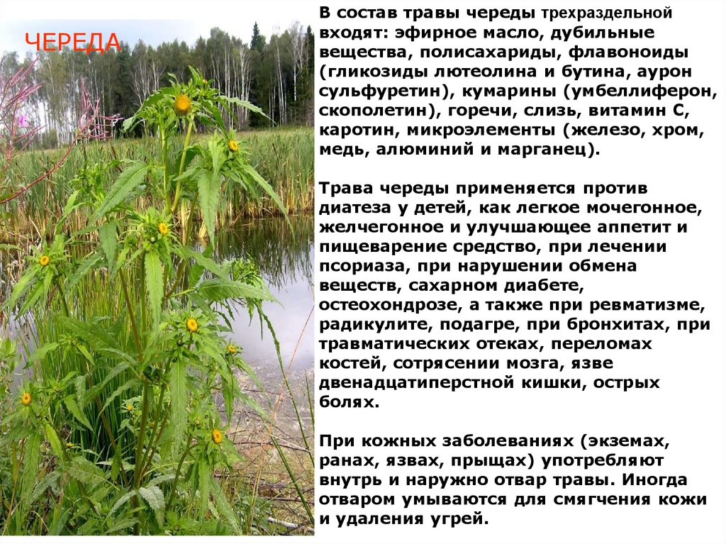 Череда трехраздельная: фото, применение, ботаническое описание