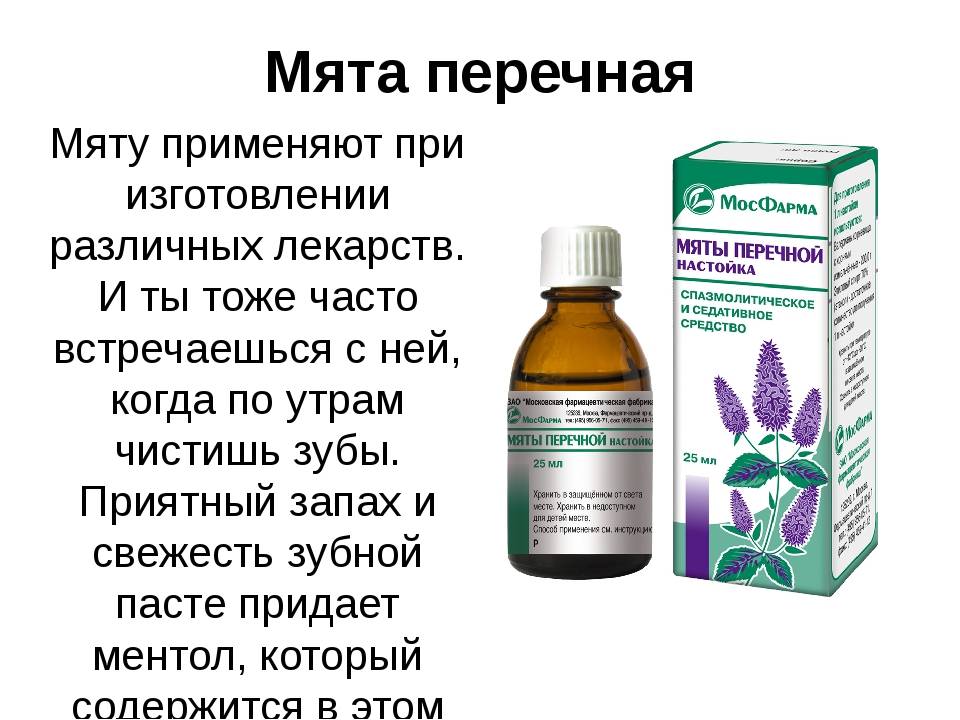 Мята – лечебные свойства, применение, противопоказания и рецепты из мяты перечной - медицина на "добро есть!"