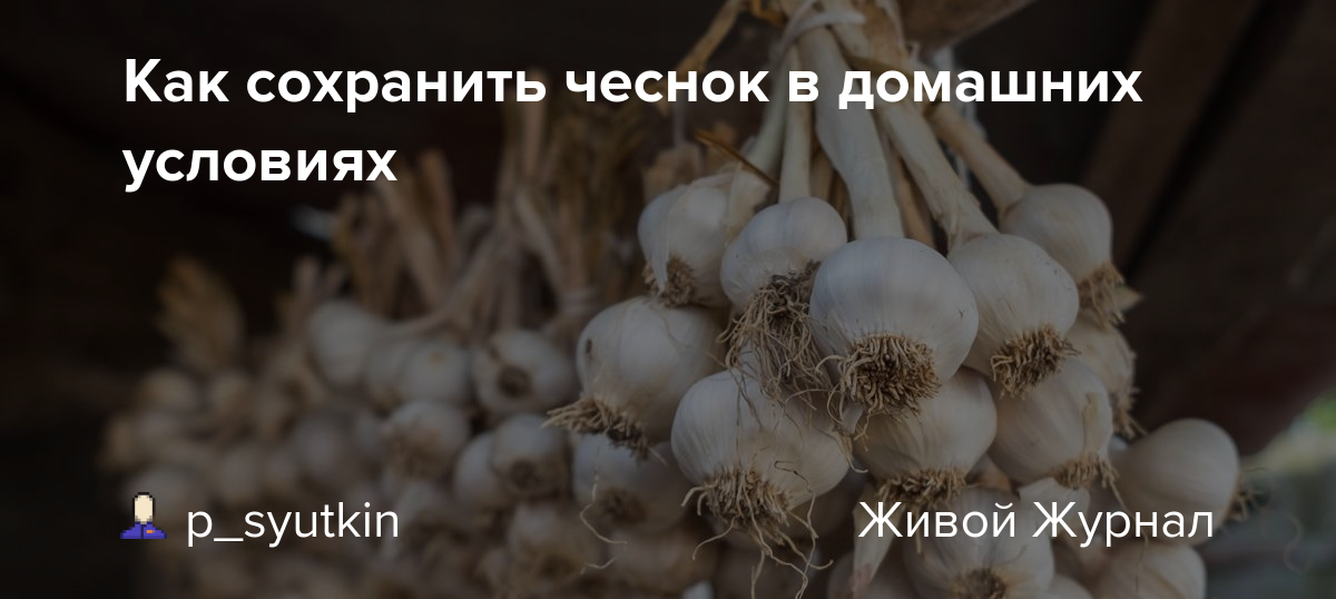 Как хранить чеснок в домашних условиях в квартире чтобы не высох