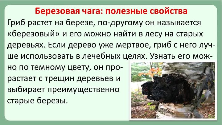 Как заваривать чагу правильно и пить чаговый чай. чем полезна, рецепты
