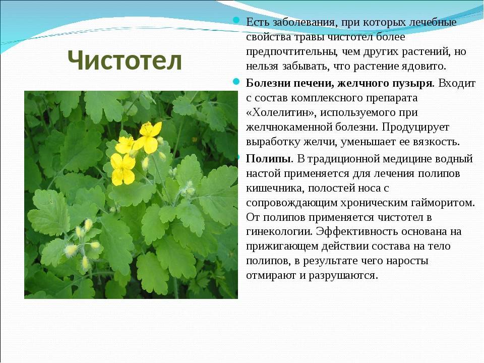 Чистотел лечебные свойства и применение: масло, сок, настойка, отвар от бородавок, при кожных заболеваниях, отзывы