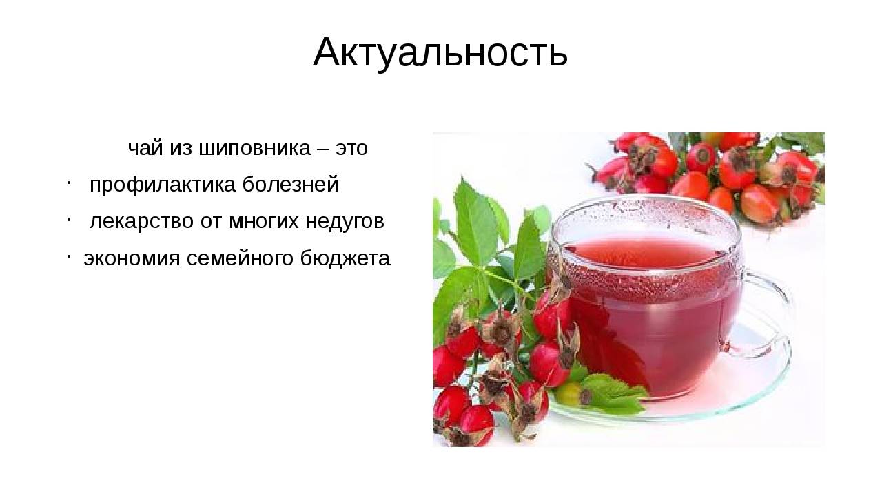 Шиповник: полезные свойства и противопоказания, применение