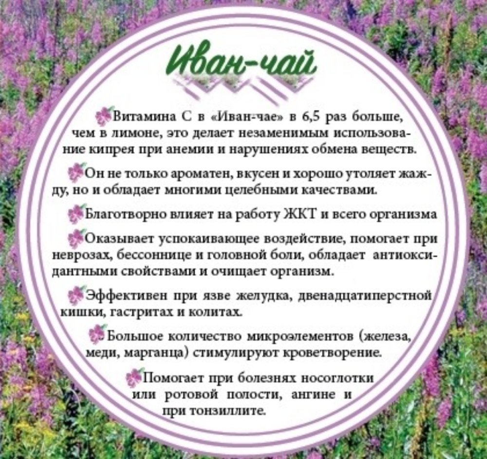 Иван чай польза и вред