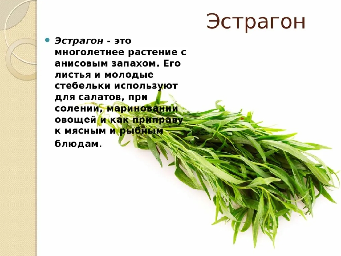Эстрагон: целебные свойства полыни