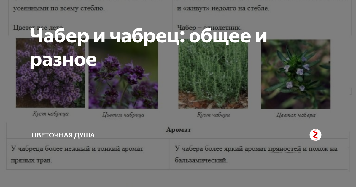 Проверить состав косметики онлайн быстро и легко + шпаргалки