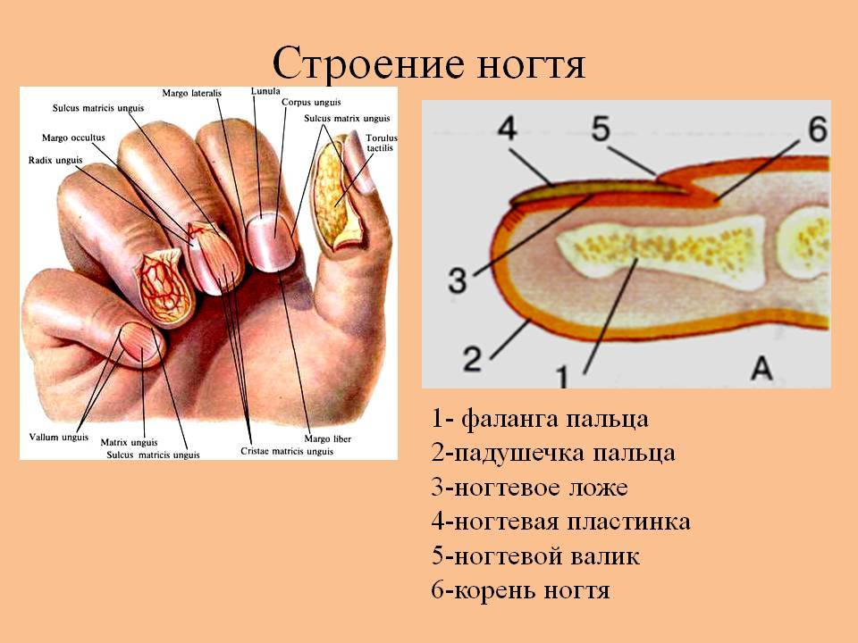5 мифов о ногтях и маникюре