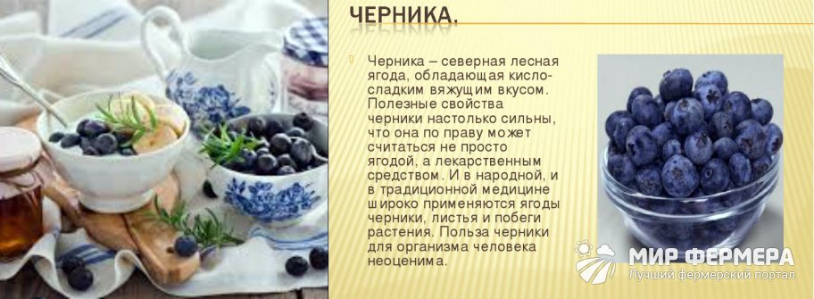Листья черники - лечебные рецепты народных средств