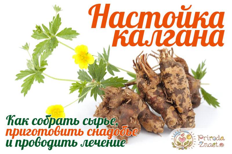 Корень калгана: лечебные свойства и противопоказания, применение, польза и вред