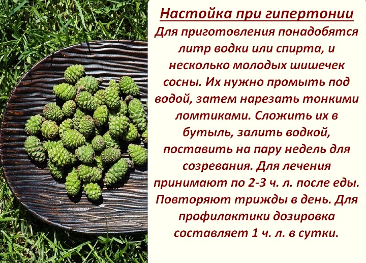 Сосновые шишки — лечебные свойства и противопоказания, когда собирать и применение в народной медицине