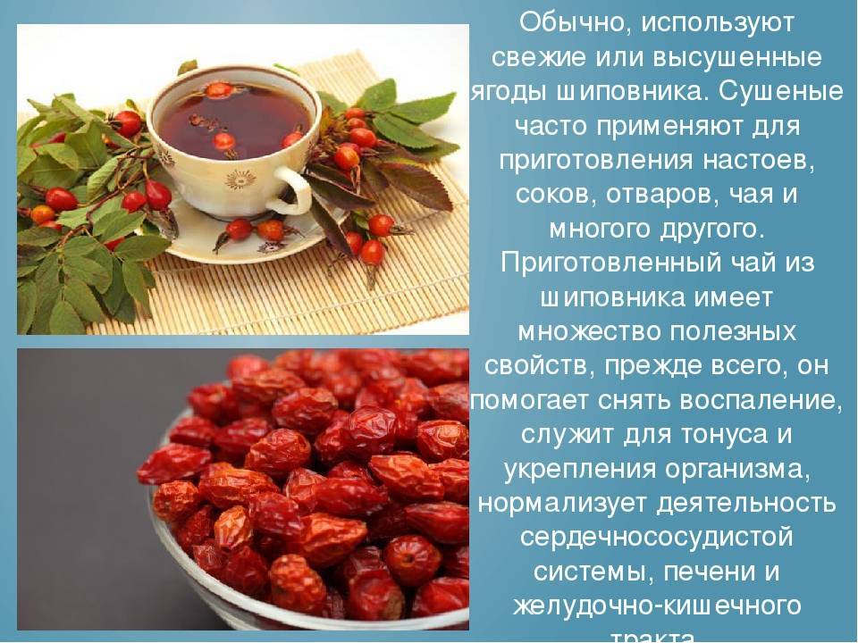 Корень шиповника: полезные свойства и противопоказания, применение от камней в почках и прочих недугах + отзывы