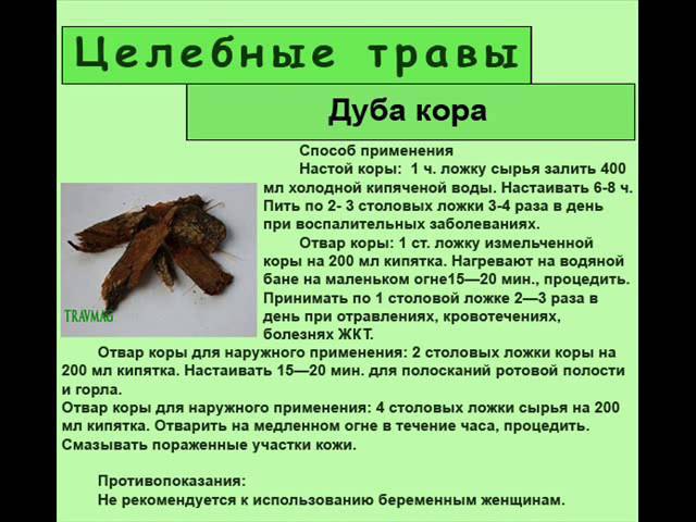 Кора дуба. лечебные свойства коры дуба