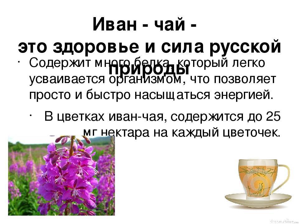 Иван-чай: лечебные свойства и советы экспертов