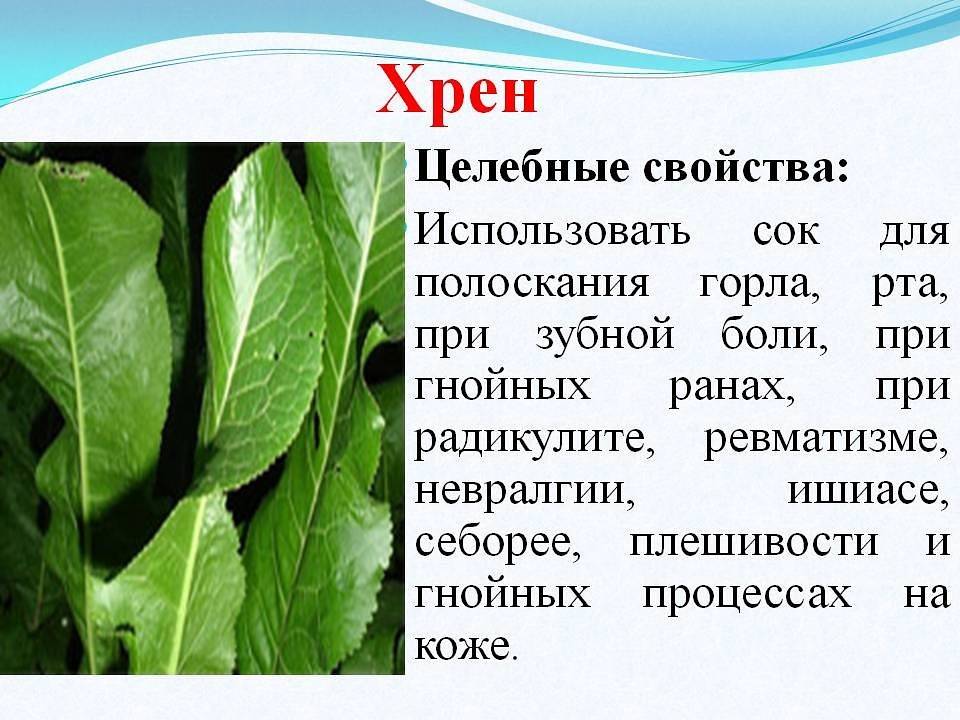 Лечебные свойства хрена в народной медицине: как применять для лечения в домашних условиях