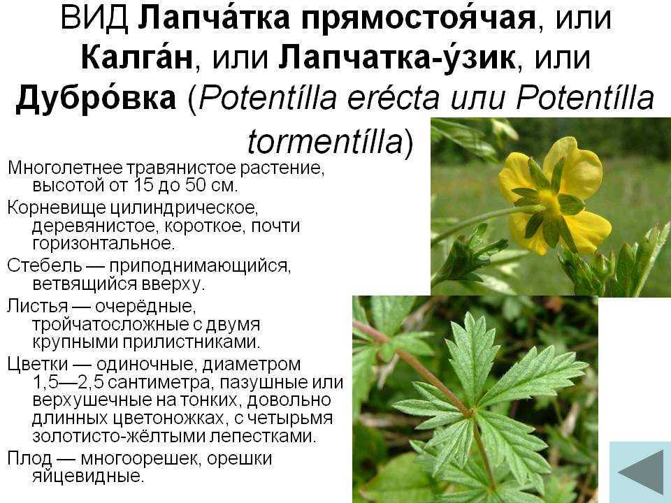 Лечебные свойства корня калгана для мужчин, применение средств на его основе, в том числе настойки