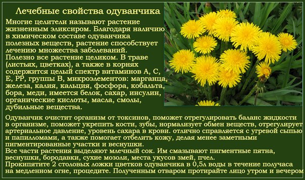 Одуванчик: лечебные свойства
