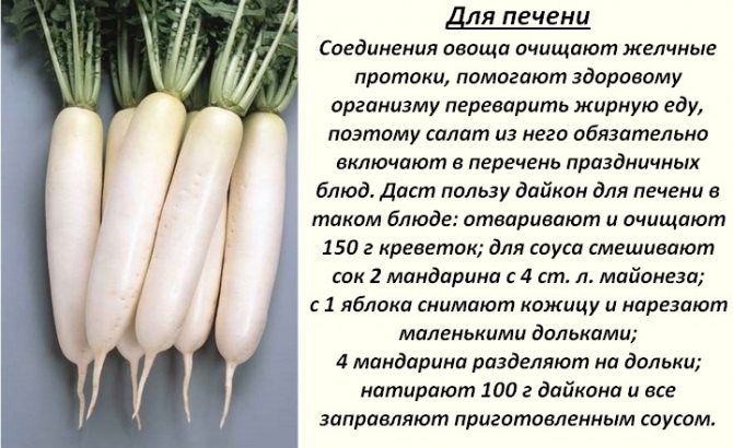 Черная редька: полезные свойства и противопоказания