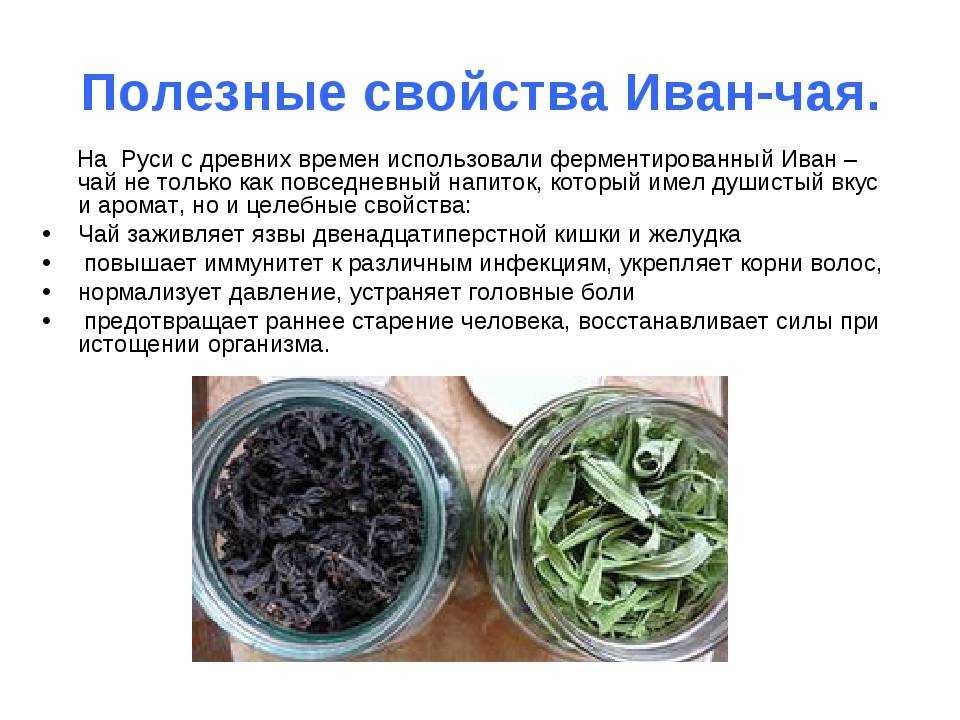 Иван-чай: польза и вред для здоровья, лечебные свойства для мужчин и женщин, как принимать травяной напиток