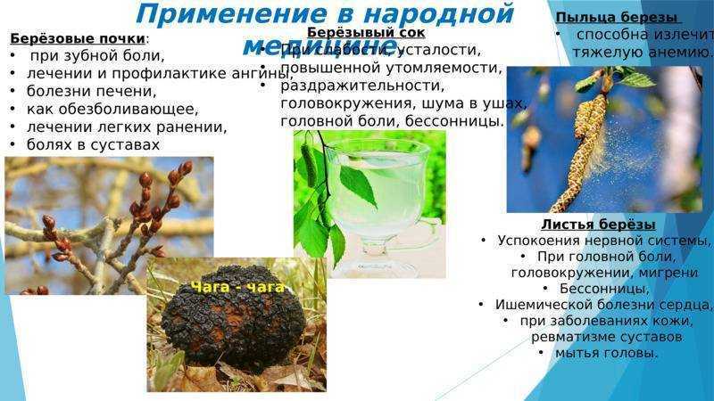 Березовые почки: польза и вред, лечебные свойства, противопоказания, отзывы