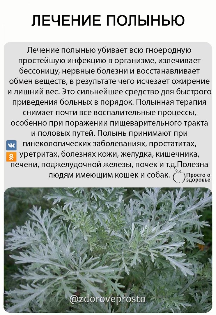 Полынь горькая-лечебные свойства и противопоказания