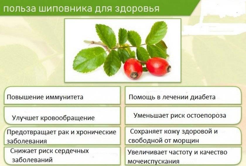 Корень шиповника: полезные свойства и противопоказания, лечение, рецепты