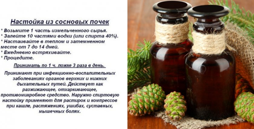 Настойка сосновых шишек на водке - лечебные свойства