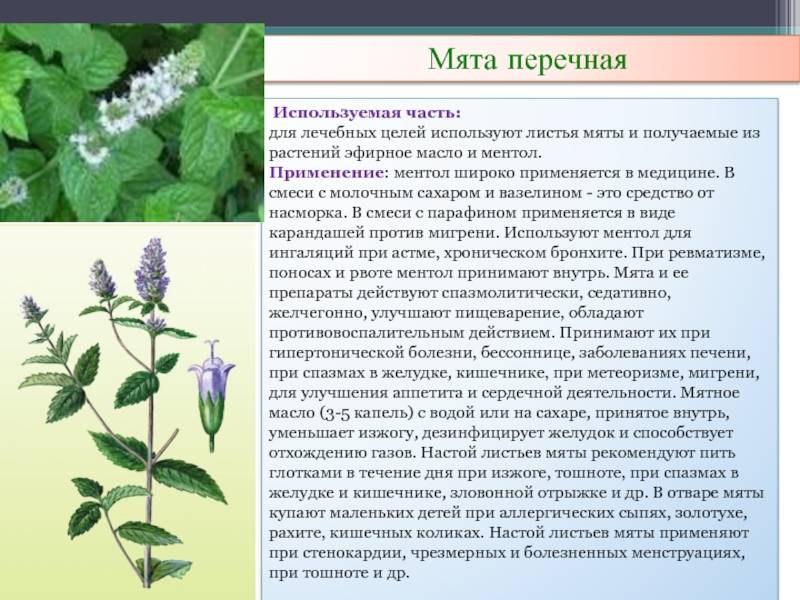 Отвары мяты - эффективное народное средство
отвары мяты - эффективное народное средство