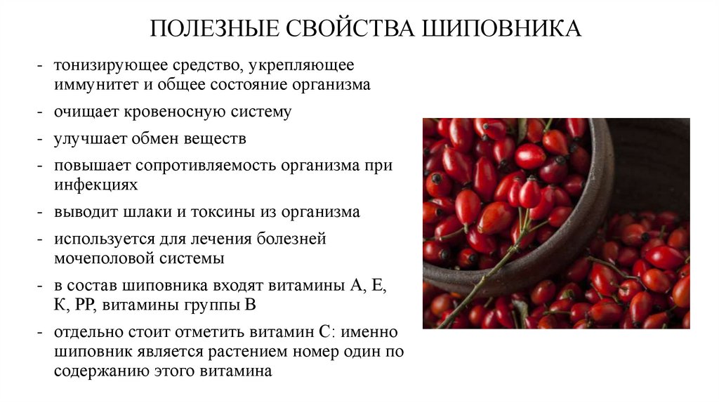 Все о настойке шиповника: польза, вред, домашние рецепты