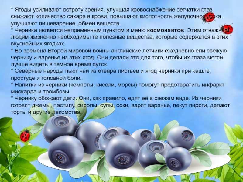Черника - полезные и опасные свойства черники