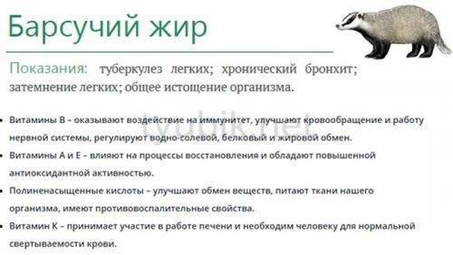 Как принимать барсучий жир при кашле: оценка эффективности, схемы употребления внутрь и правила растирок