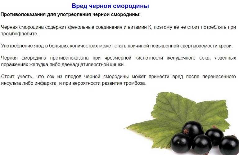 Черная смородина: целебные свойства для организма, противопоказания к употреблению, рецепты полезного варенья