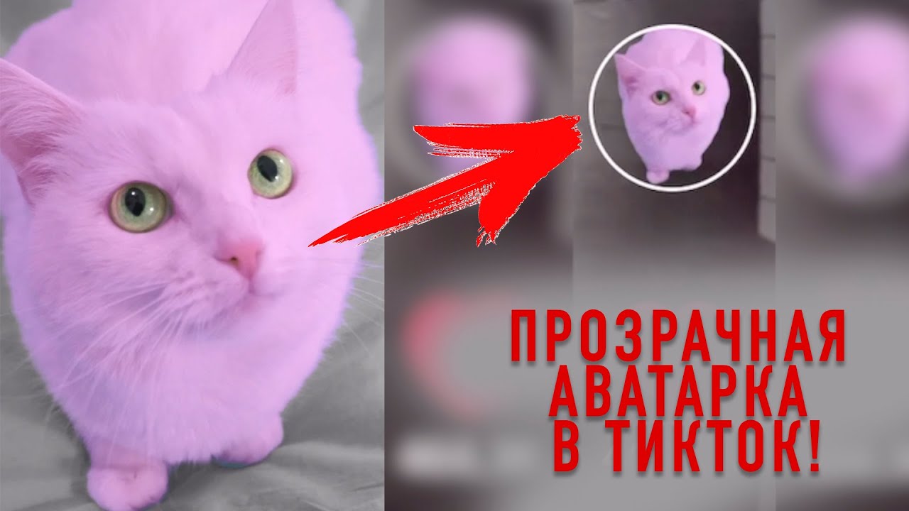 Как создать прозрачную аватарку в tiktok на android и сделать свою страницу неповторимой