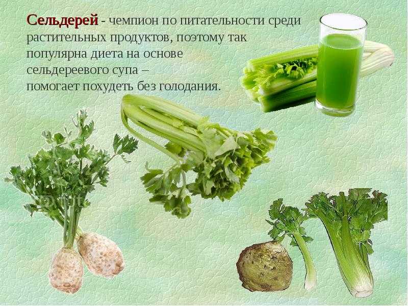Сельдерей: польза и вред, полезные свойства, описание растения