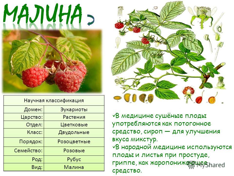 Малина для лица – маска для кожи в домашних условиях