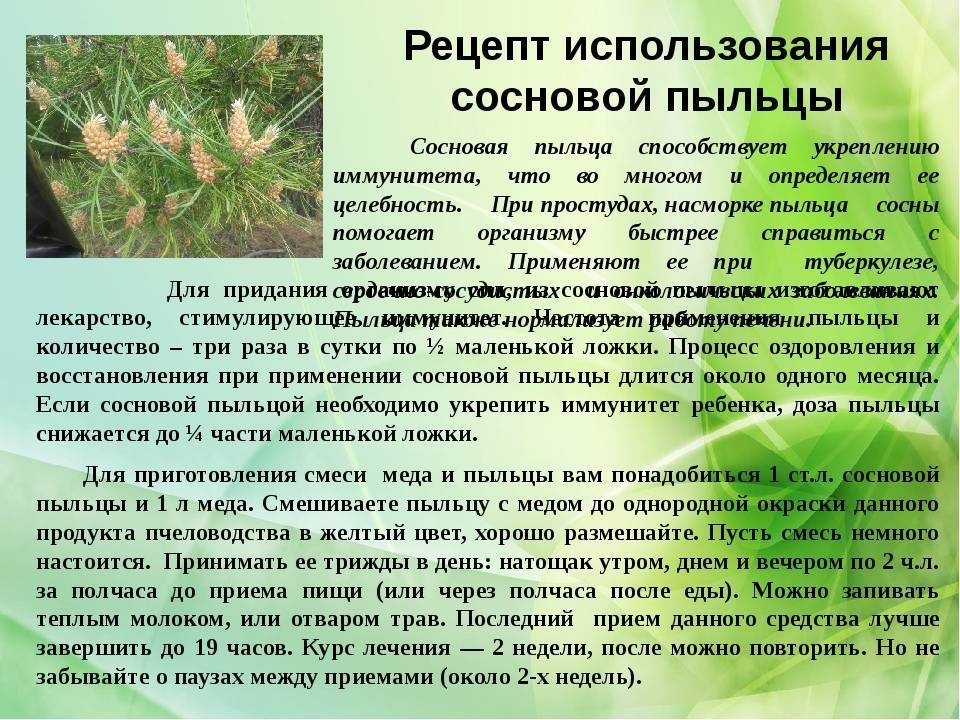 Хвоя сосновая: народное лечение отваром, настоем, ваннами