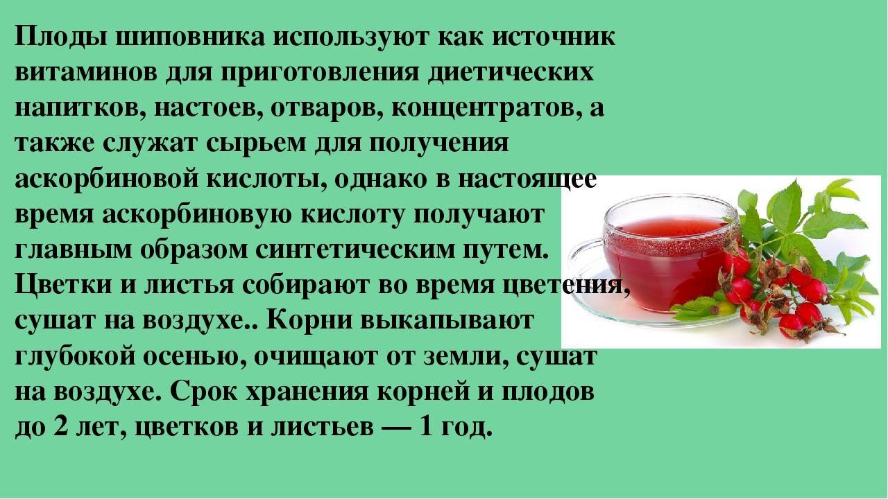 Как заваривать шиповник правильно, чтобы сохранить все витамины