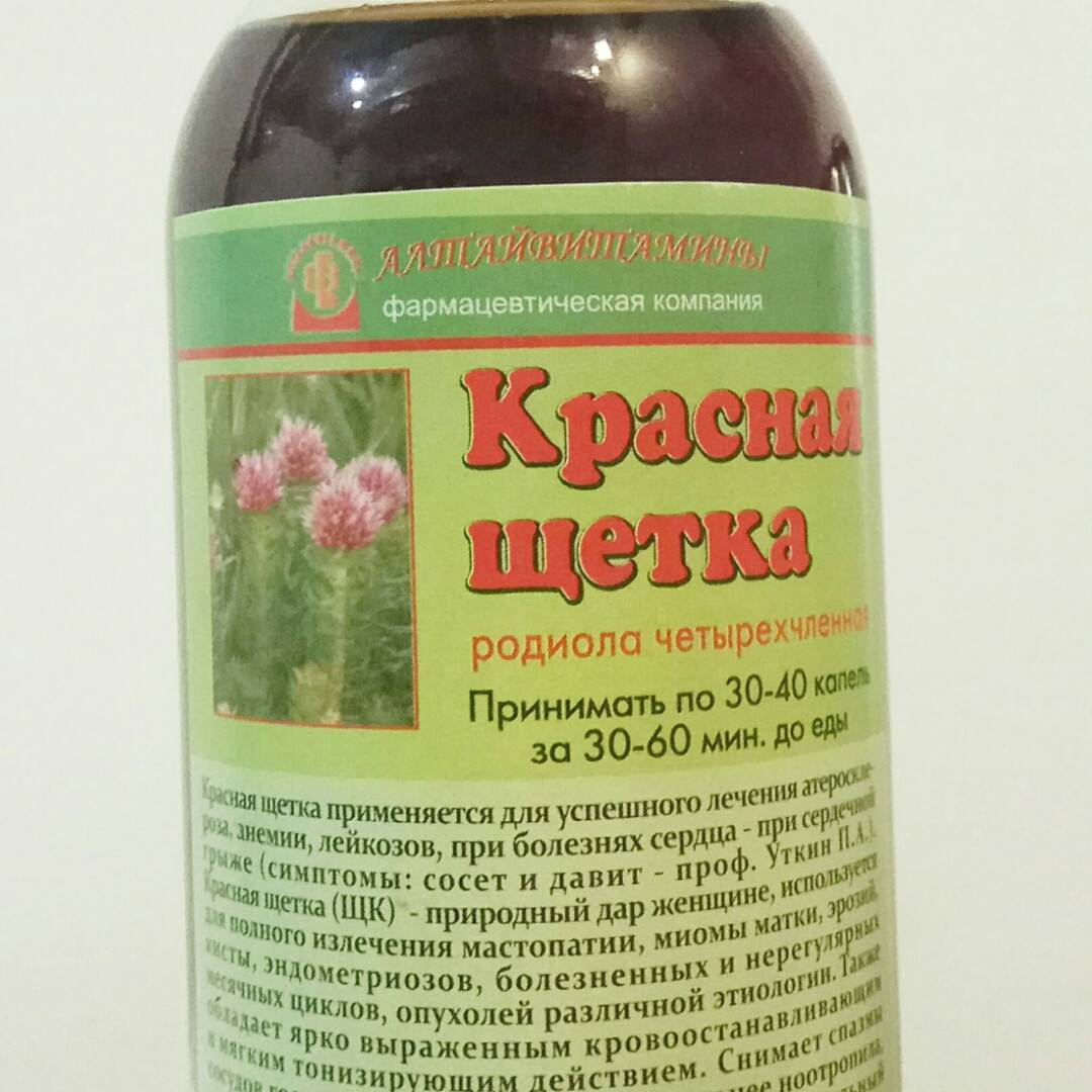 Красная щетка - лечебные свойства и противопоказания, совместное применение красной щетки и боровой матки