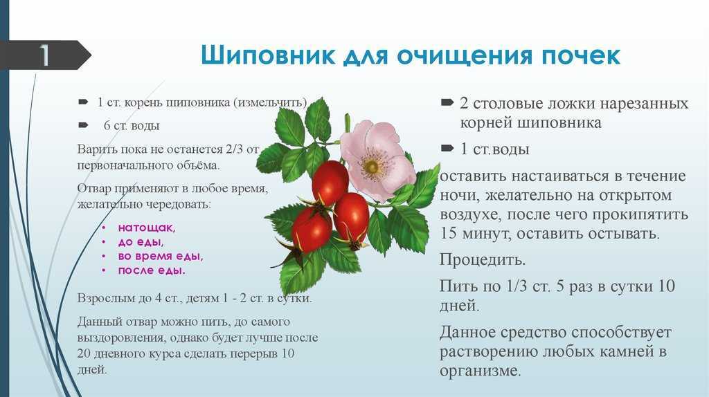 Можно ли пить шиповник при беременности
