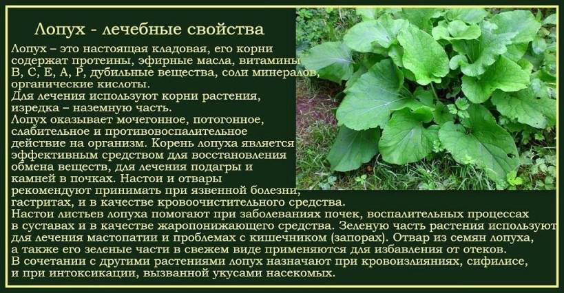 Лопух для волос Корень лопуха для роста и укрепления волос Отвар корня лопуха для ополаскивания волос Приготовление сока и настоя Противопоказания