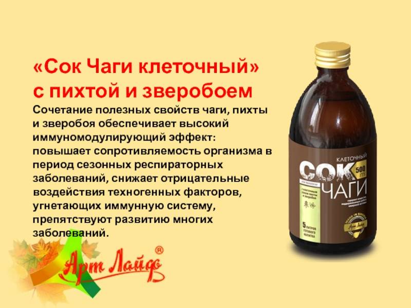 Чага: для чего применяется. как правильно заваривать и употреблять