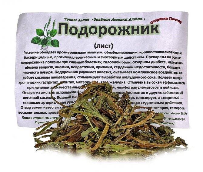 Иссоп: польза и вред, свойства, применение, описание, особенности