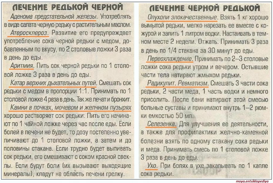 Черная редька: полезные свойства и противопоказания для мужчин и женщин