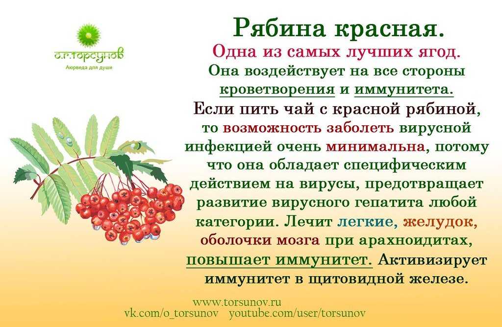 Ягода калина: польза и вред для здоровья женщин и мужчин