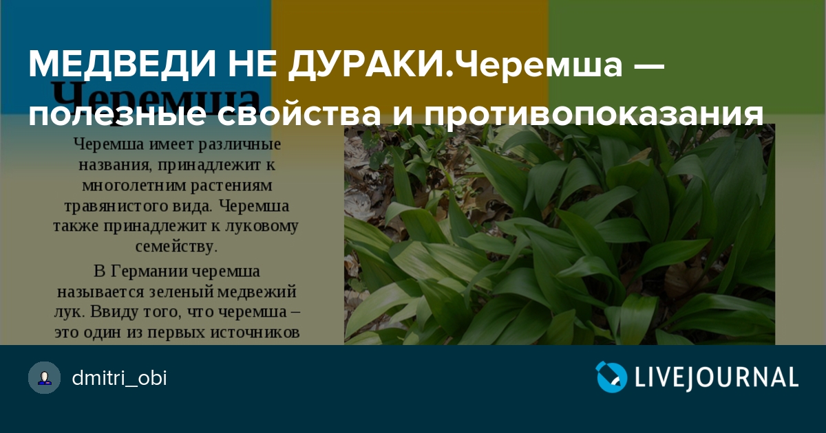 Черемша — выращивание и полезные свойства