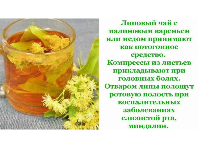 Цветки липы: полезные свойства для детей и взрослых, применение