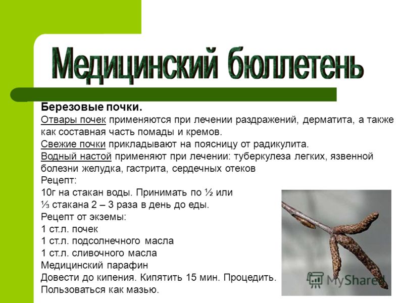 Береза: полезные свойства, народные рецепты с почками, листьями и сережками