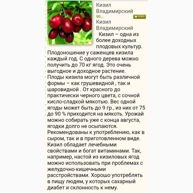 Кизил - польза и вред для организма, как принимать
