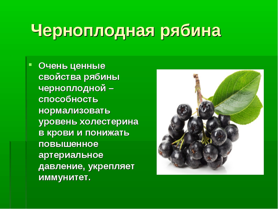 Черноплодная рябина: основные лечебные свойства и противопоказания