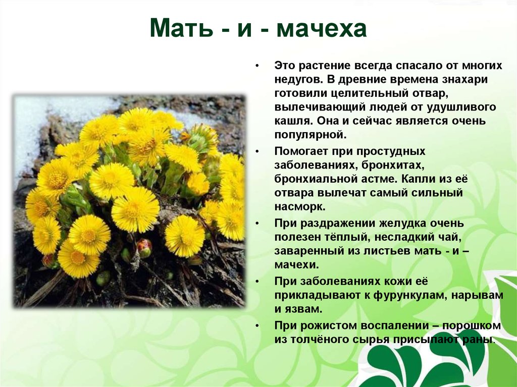 Мать и мачеха: лечебные свойства и противопоказания, польза травы в народной медицине