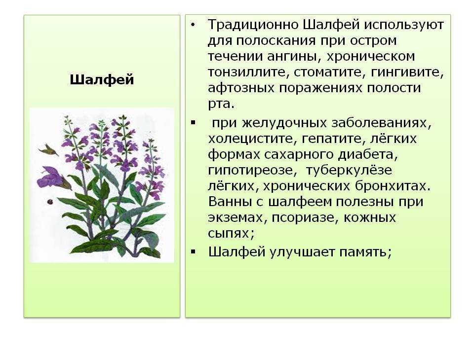 Настойка шалфея: в чем польза и правила применения