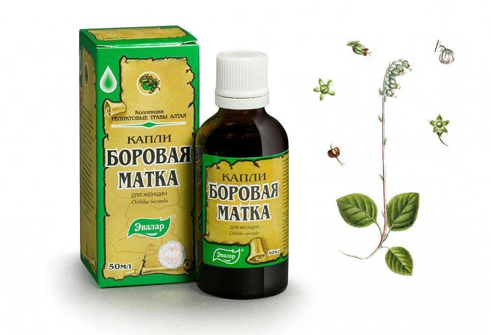 Боровая матка: лечебные свойства, противопоказания и полная инструкция по применению